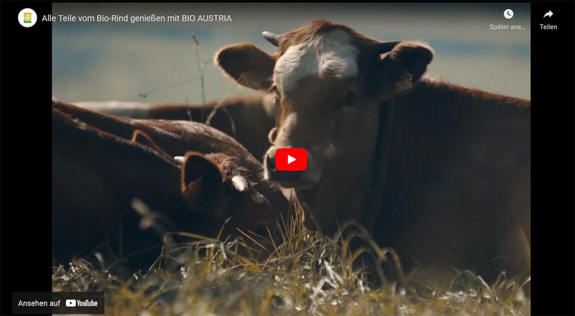 Styriabeef- Youtubevideo
